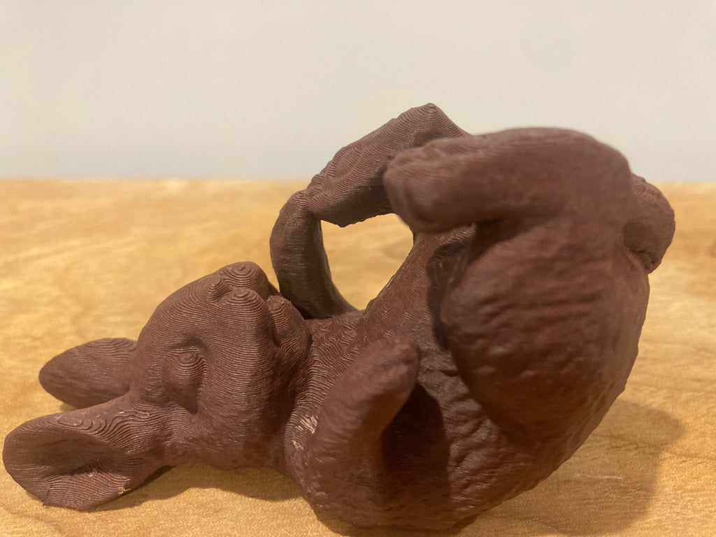 Bunny Playing with his feet